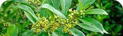 Gymnema Sylvestre – ekstrakt roślinny